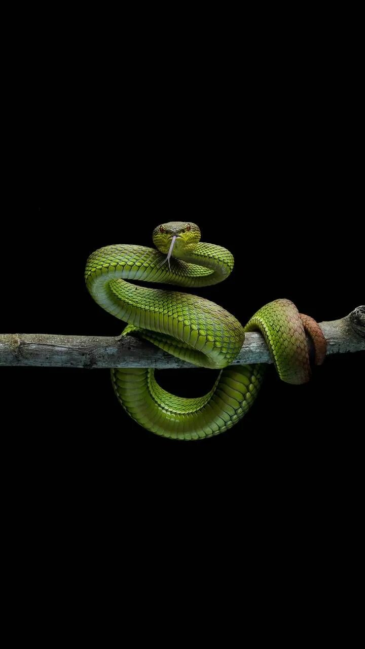 Змей на заставку телефона. Змеи. Зеленая змея. Змея на заставку. Красивая змея.