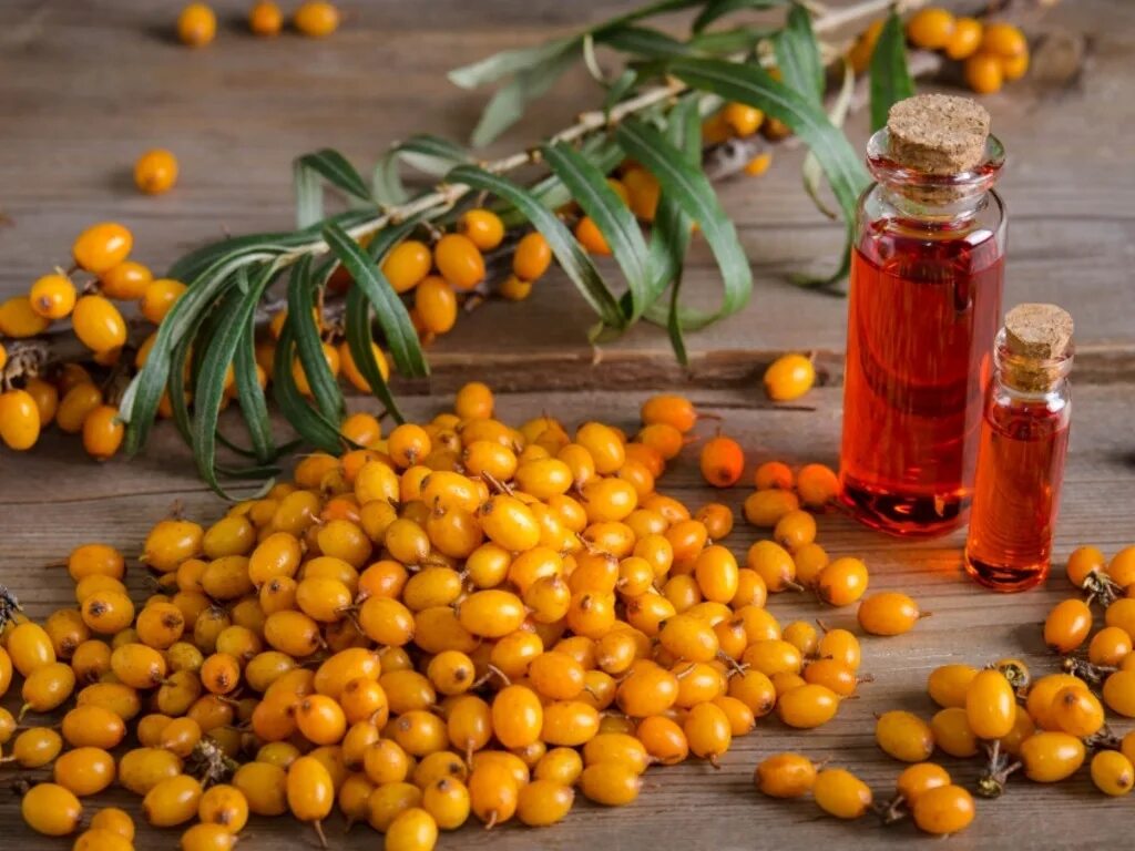 Облепиха масло облепиховое. Облепиха золотой початок. Sea Buckthorn. Облепиха крушиновидная лекарство. Облепиха Калининград.