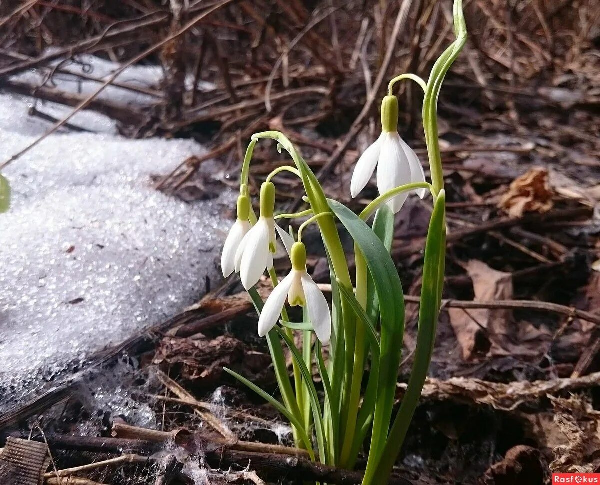подснежник галантус. галантус белый подснежник. подснежник широколистный. подснежник борткевича. галантус цветок.