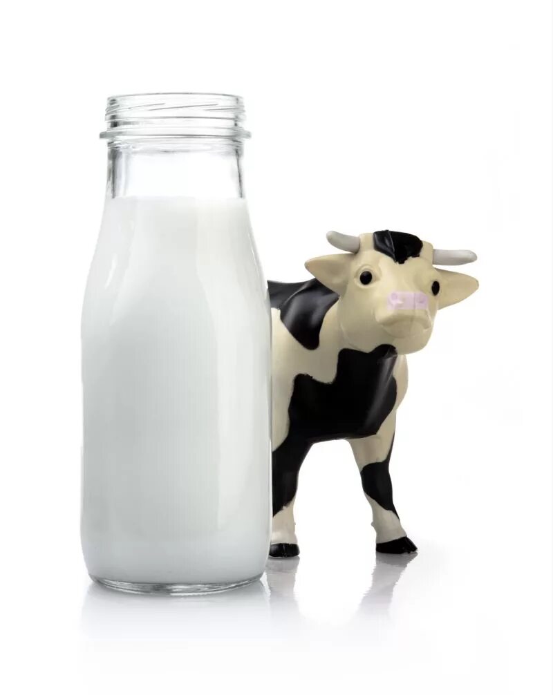 Корова молоко. Корова для молока. Молоко домашнее. Молоко на белом фоне.