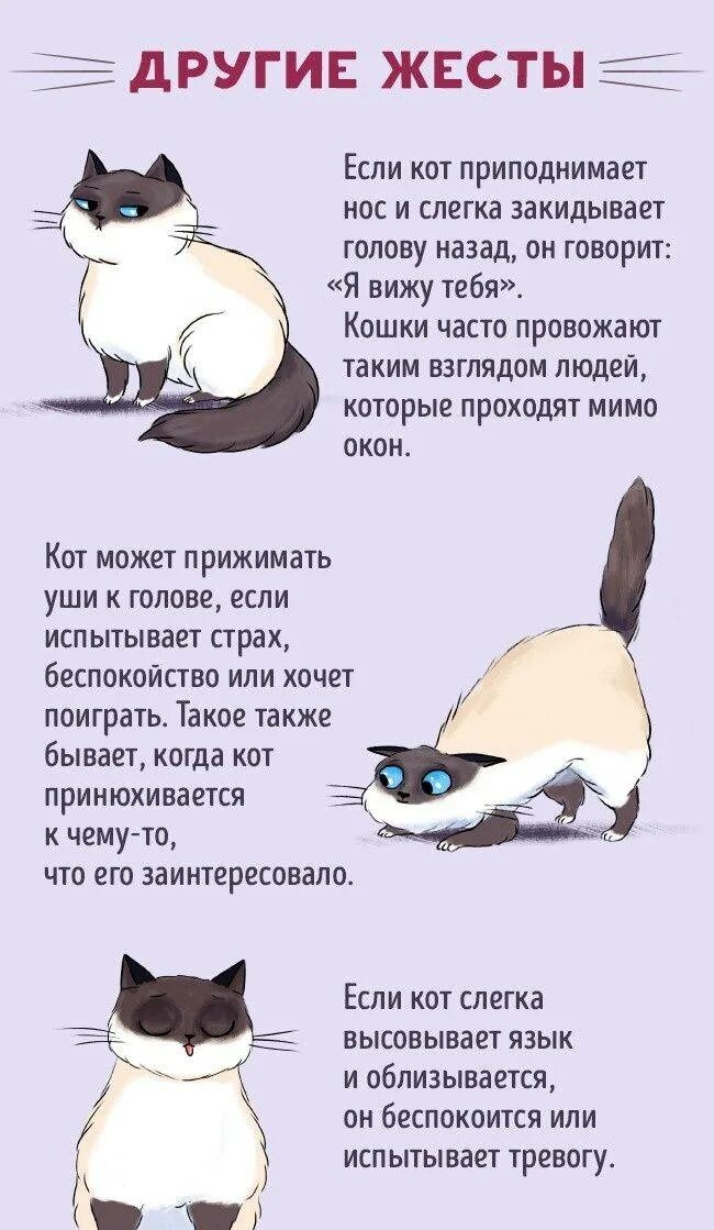Кошачий язык учить. Котенок котэ как говорят. Мартовский кот на заборе. Как понять язык кошек. Как понять кошачий язык.