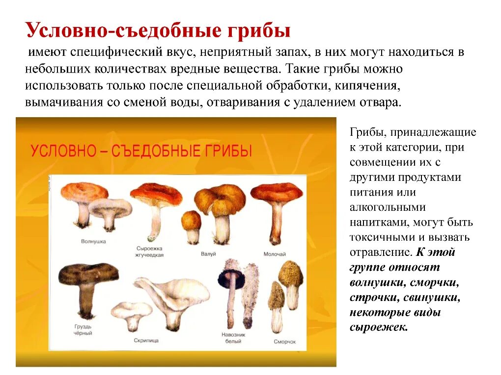 Съедобные грибы несъедобные грибы условно съедобные. Съедобные и условно съедобные грибы. Грибы. Условно несъедобные грибы. Съедобные грибы, условно съедобные ,ядовитые.