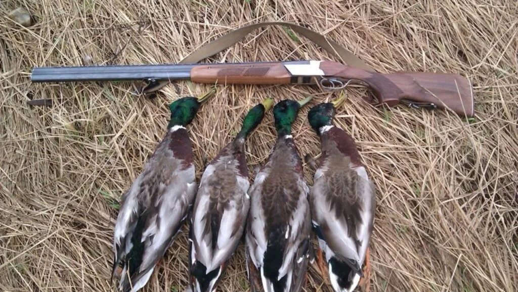 Весенняя охота с подсадной уткой на селезня. Охота на уток. Весенняя охота. Охота на уток. Чучела уток для охоты.