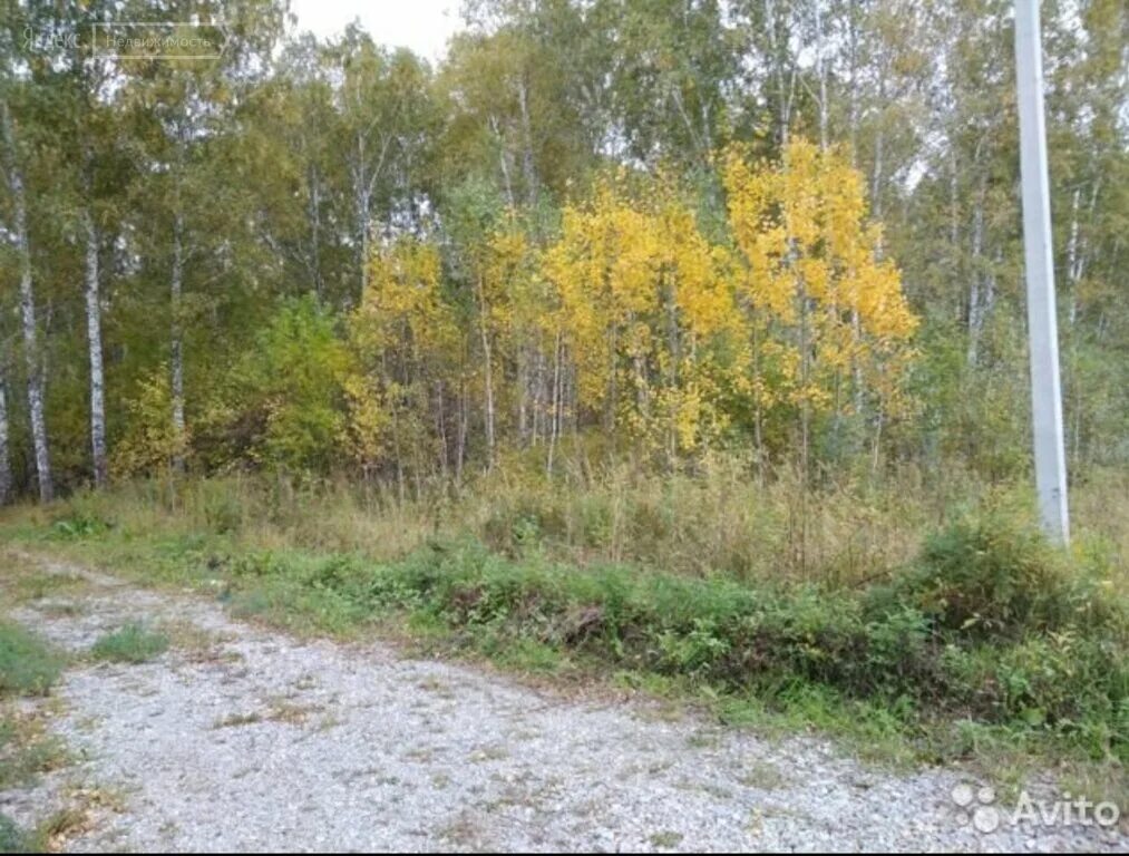 ДНТ Дружба Краснообск. СНТ Дружба Краснообск. Краснообск СНТ Дружба фото. Купить земельный участок в Новосибирске. 3 участок новосибирского района