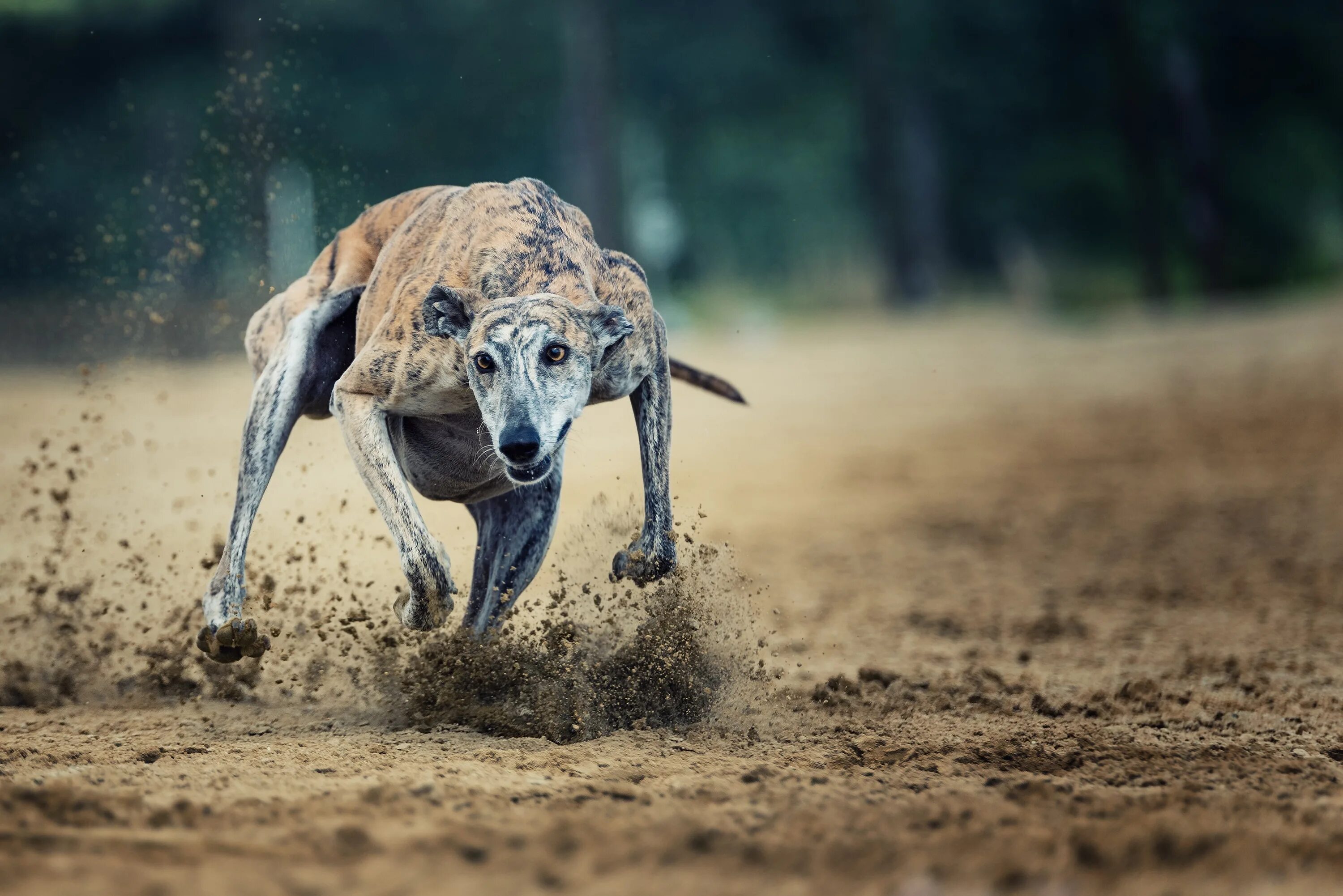 Думай быстрее пес. Грейхаунд собака. Самая быстрая собака в мире Грейхаунд. Борзая Грейхаунд. Собачьи бега.