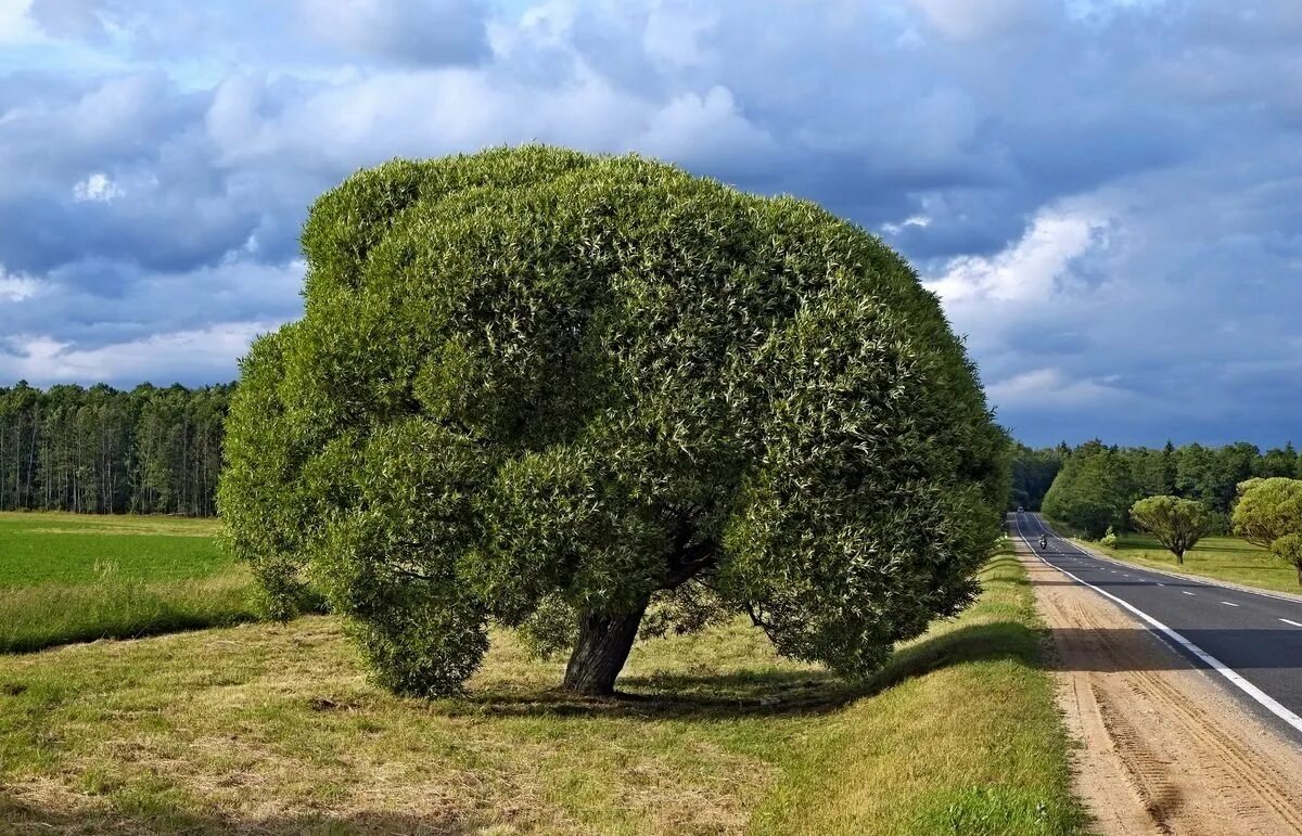 Округла крона. Ива ломкая шаровидная. Ива ломкая (шаровидная) Salix fragilis. Ива ломкая шаровидная (Ракита). Ива ломкая Булата.