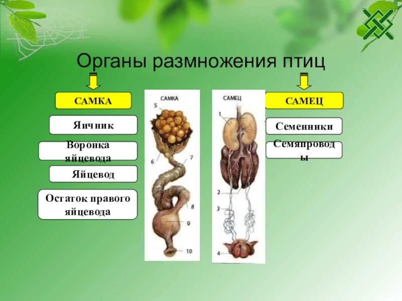 1 выносл вый рис вать. Размножение птиц. Органы размножения птиц. Система органов размножения птиц. Класс птицы размножения система.