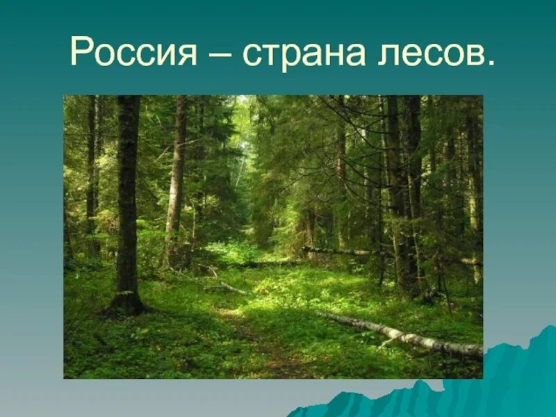 Какие богатства лесной зоны. Зона лесов. Россия Страна лесов. Хвойные и лиственные леса. Леса России презентация.