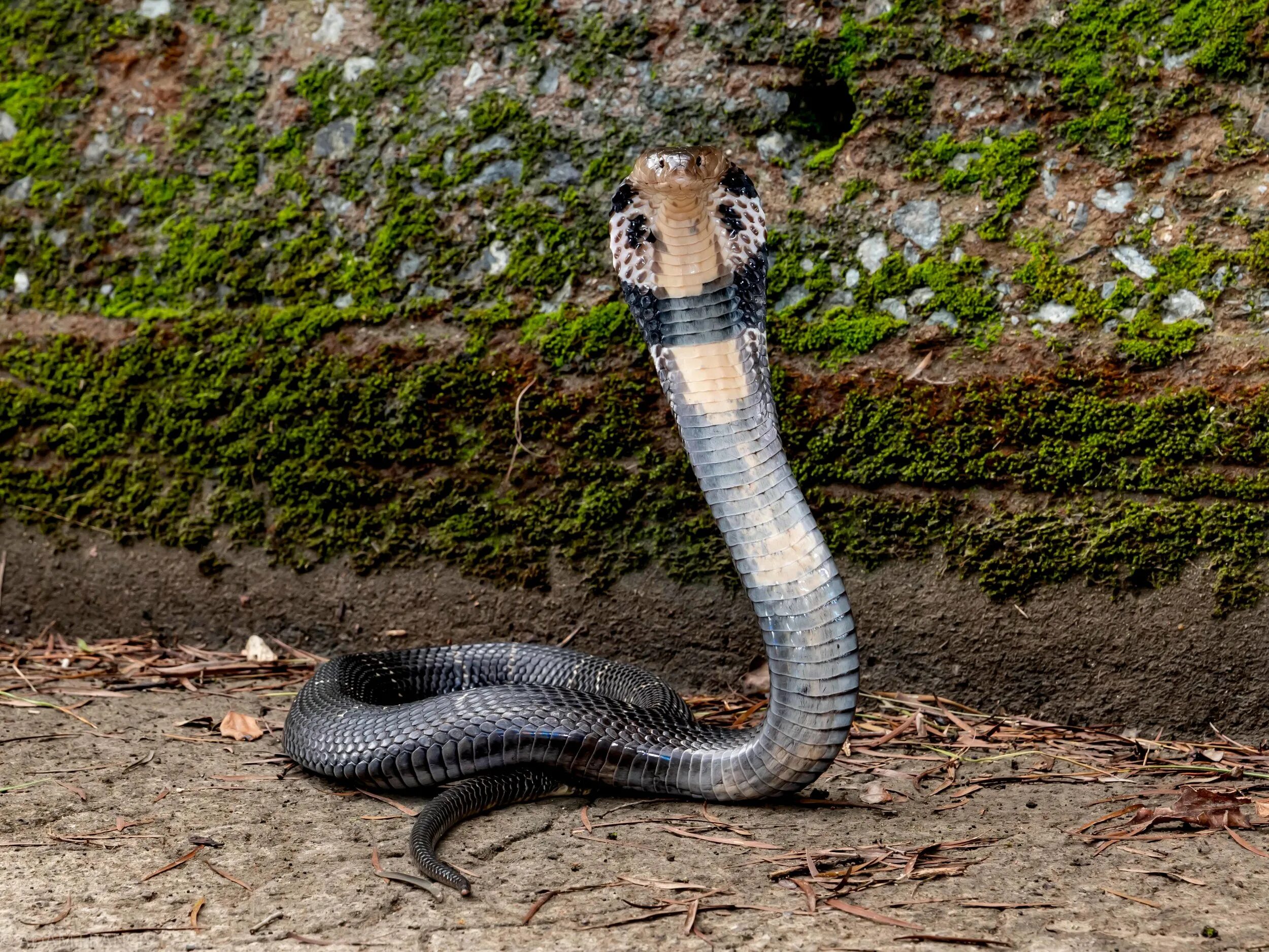 Snakes are dangerous. Змея Кобра Королевская. Семиголовая Кобра. Моноклевая Кобра.