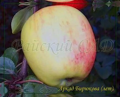 Сорт яблони аркадик