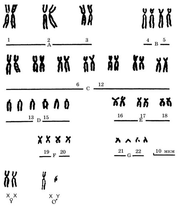 Сколько аутосом содержится у человека. Нормальный кариотип человека 46 хромосом. Кариотип человека набор хромосом. Нормальный кариотип человека содержит хромосом. .Понятия «кариотип», «кариограмма», «идиограмма».