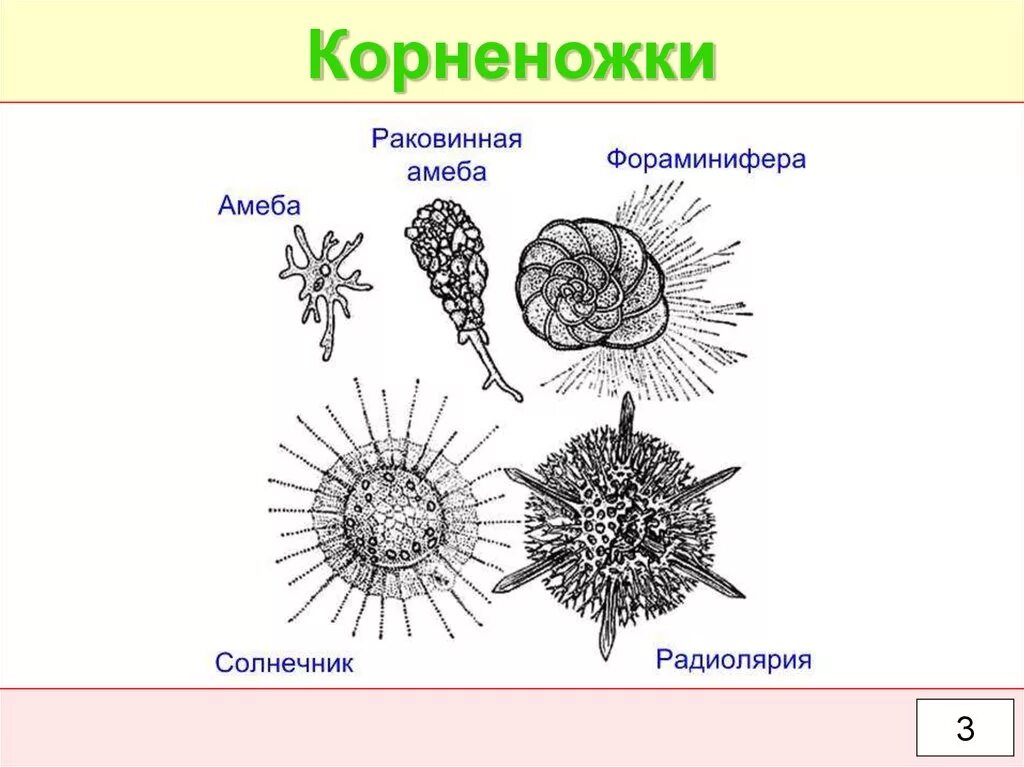 Изображенное на рисунке животное называется