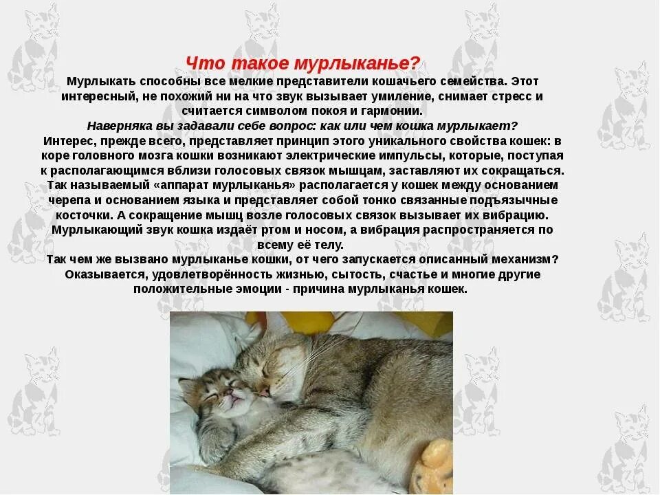 Почему котята мурчат. Чем мурлыкают кошки. Почему кот мурчит. Каким органом мурчит кот. Как мурчат коты и почему.