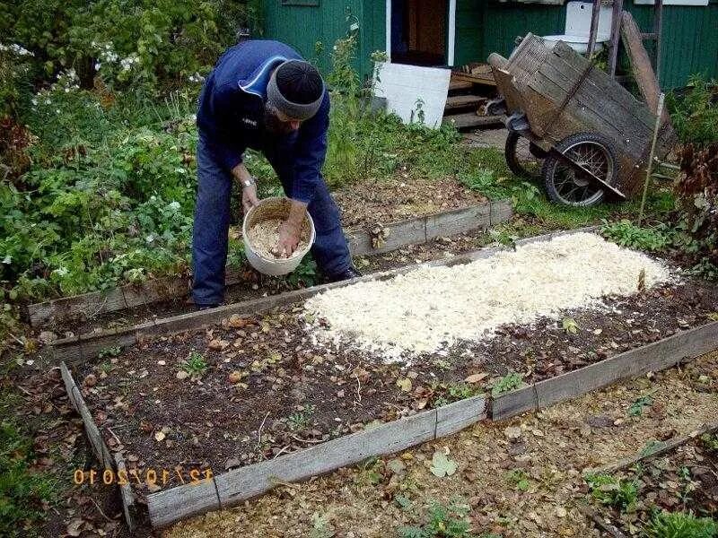 Можно ли опилку в огород. Мульчирование щепой огорода. Мульчирование роз опилками. Стружка древесная для огорода. Древесные опилки для огорода.