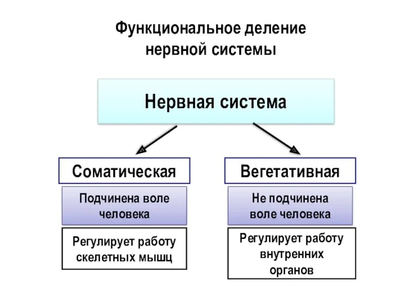 Функции соматической нервной системы 8 класс. Соматическая нервная система человека схема. Функции нервной системы схема. Соматический и вегетативный отделы нервной системы.