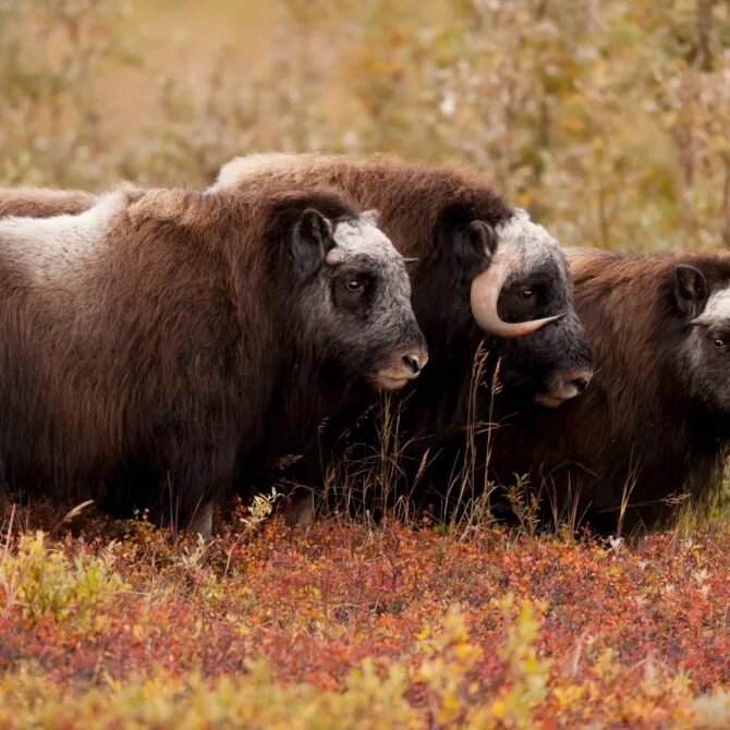 Овцебык на таймыре. Овцебык в арктике. Овцебык гренландия. Овцебык место обитания. Остров врангеля овцебык.