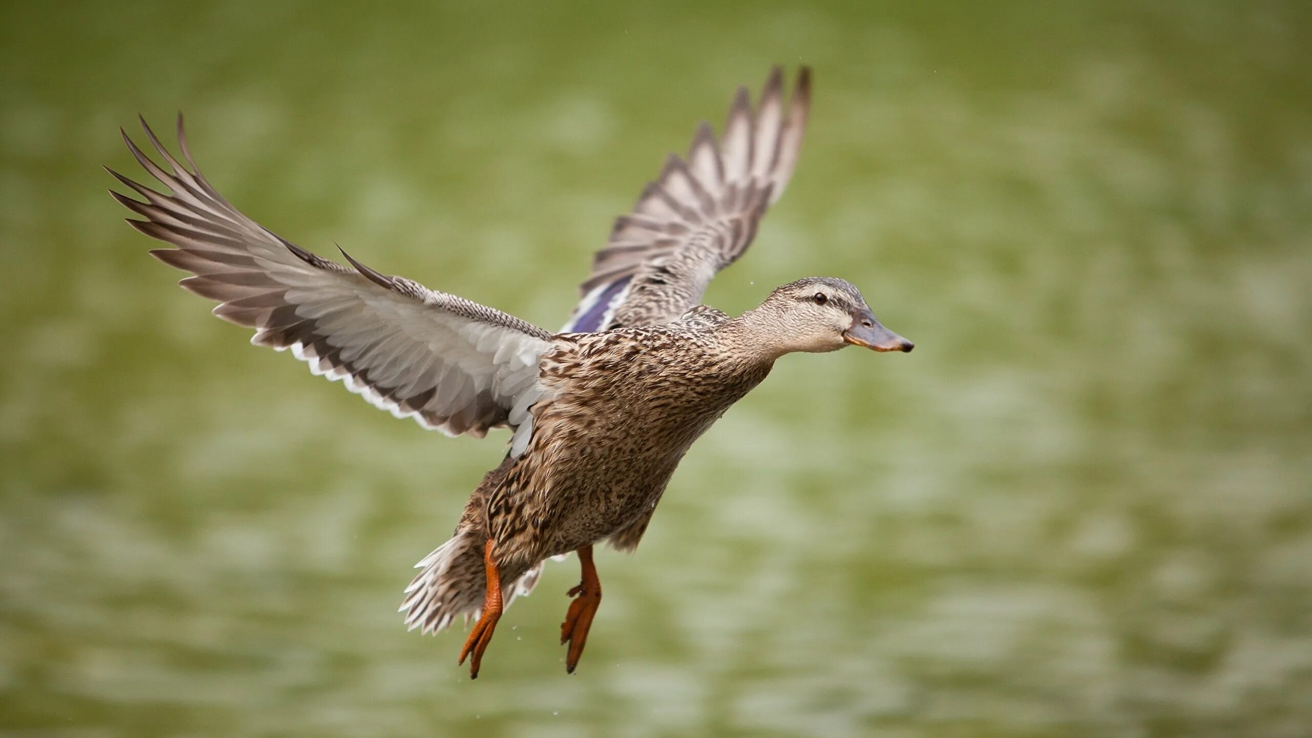 Утка кряква селезень летит. Дикая утка в полете. Птица в полете. Крыжень утка дикая. Утка летит.