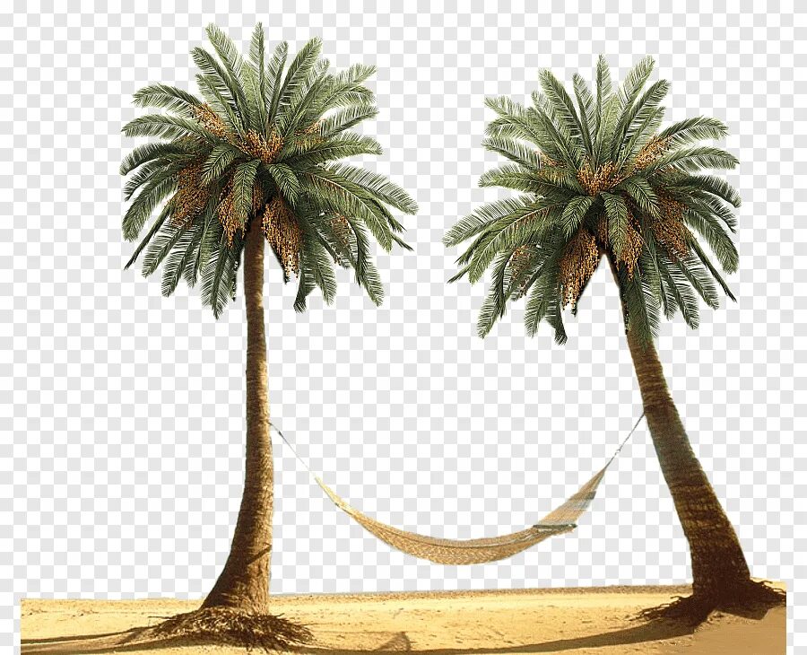 Мексика пальмы. Между двух пальм. Между 2 пальм. Гамак на пальмах рисуем. Пальмы тель авив.