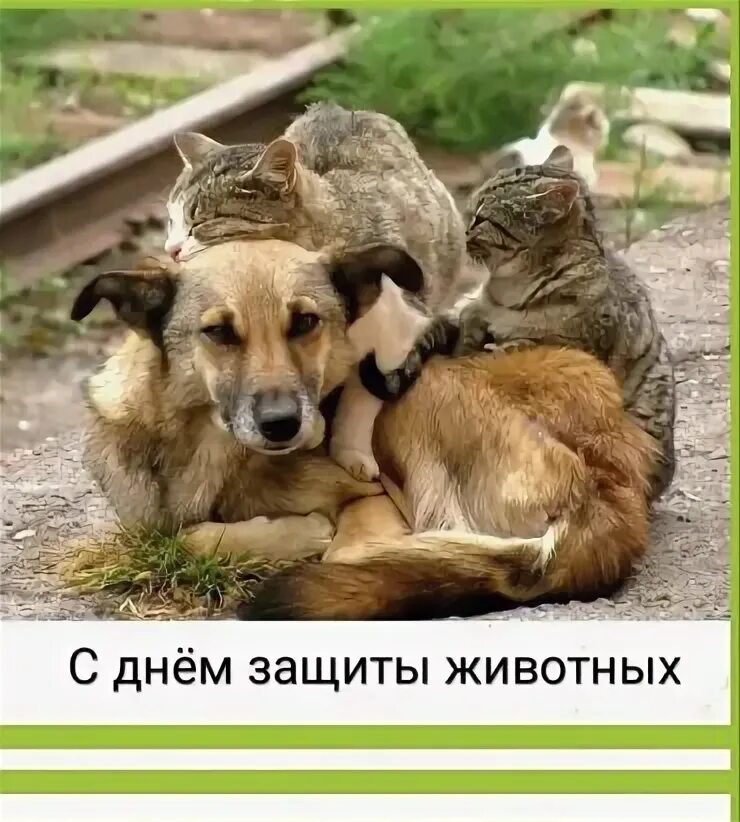 Доброта 39. Волонтеры день победы. П к доброцветов. Доброта 39. Фонд доброе дело кемерово.