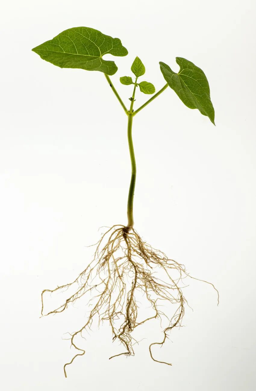 Корень фасоли. Корневая система фасоли обыкновенной. Фасоль растение с корнем. Корневище фасоли. Фасоль корневая