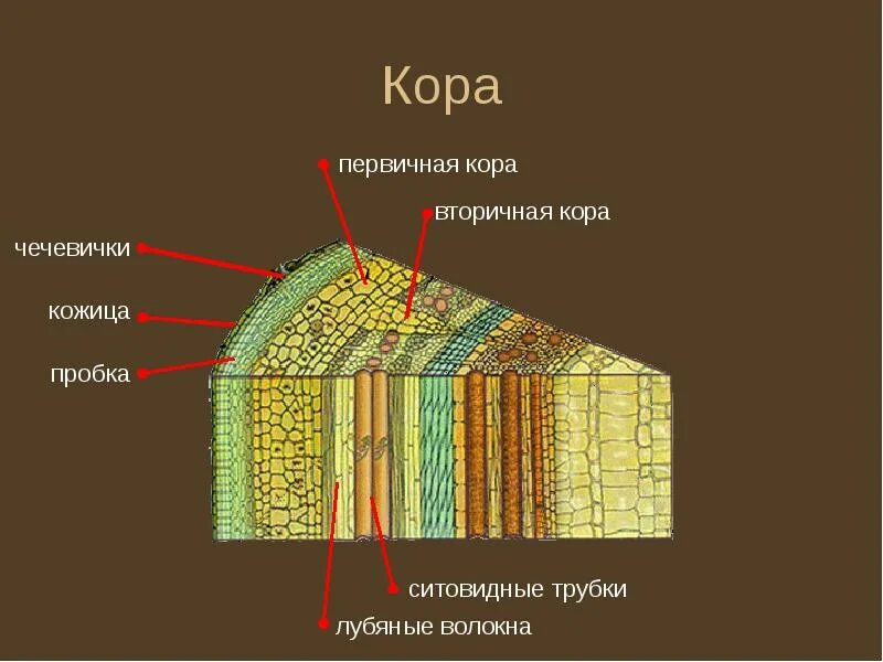 Дерево состоит из слоев