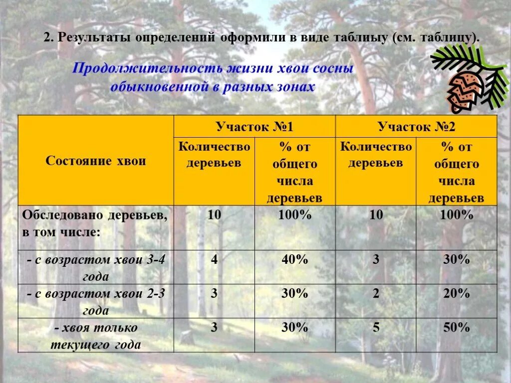 Продолжительность жизни хвоинок. Продолжительность жизни хвоинок у сосны. Положительность жизни хвоинок у лиственницы. Ель Продолжительность жизни хвоинок. Таблица хвойных