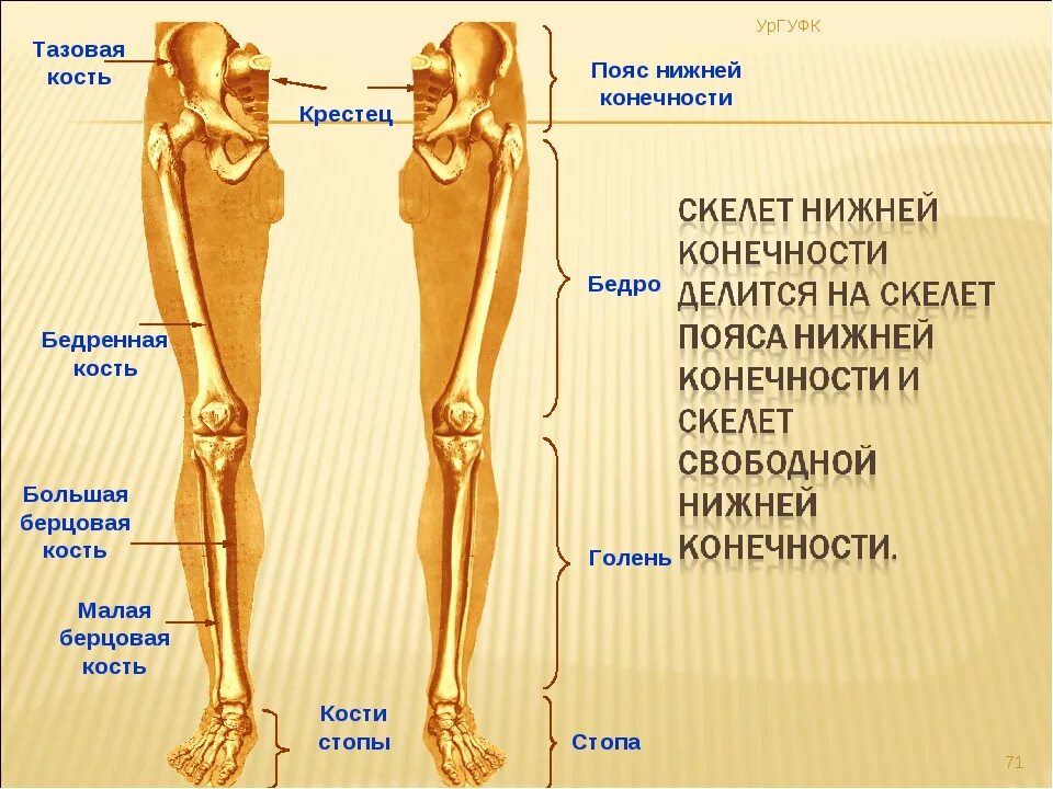 Находится берцовая кость. Малая берцовая кость нижней конечности. Скелет человека берцовая кость ноги. Скелет тазового пояса и нижних конечностей. Бедро и голень человека.