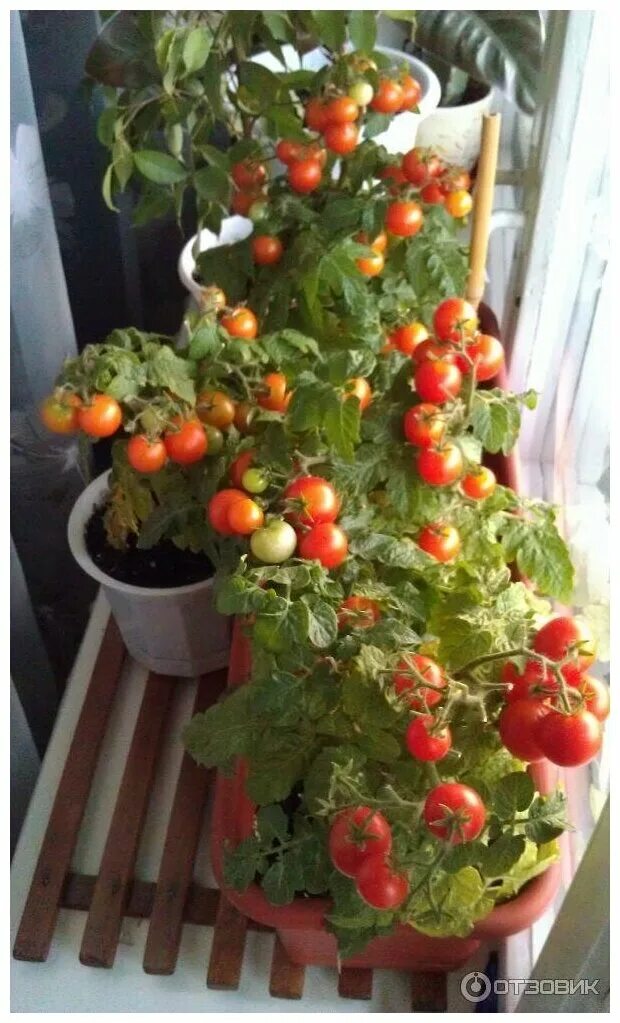 Балконные помидоры купить семена. Томат черри балконное чудо.