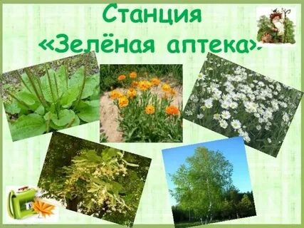 Картинки зеленая аптека