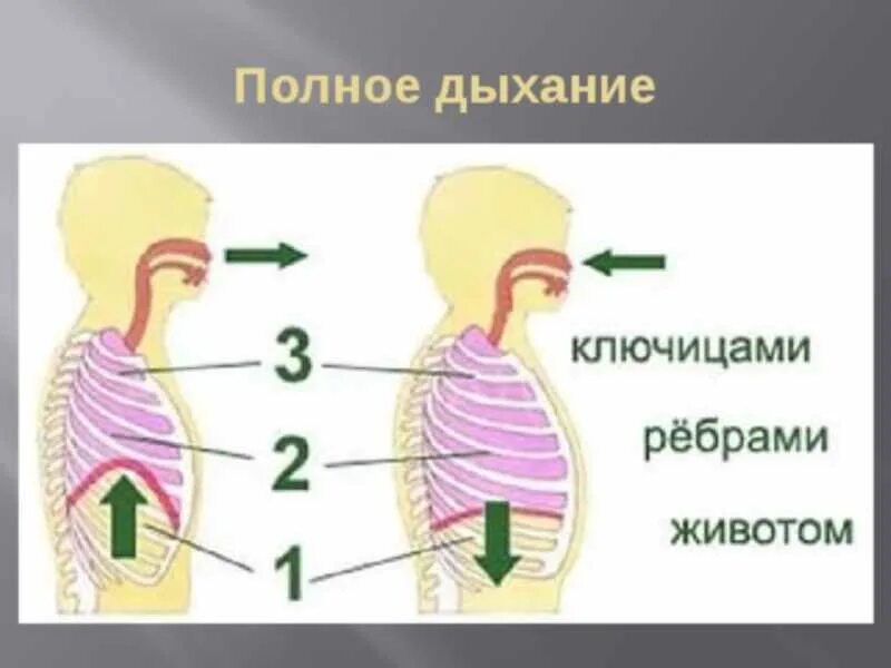 Диафрагма человека при вдохе. Правильное дыхание животом. Правильное брюшное дыхание. Как происходит вдох и выдох. Дыхание животом диафрагмальное дыхание.