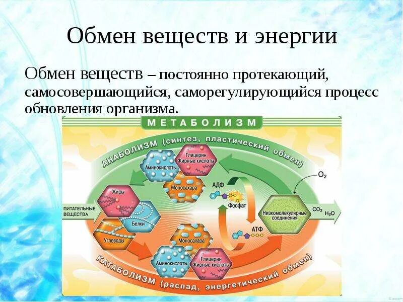 Обмен веществ энергетический и пластический схема. Метаболизм биология презентация. Обмен веществ и энергии презентация. Метаболизм схема анаболизм и катаболизм. Метаболизм презентация.