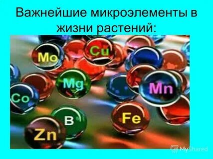 Микроэлементы в жизни растений