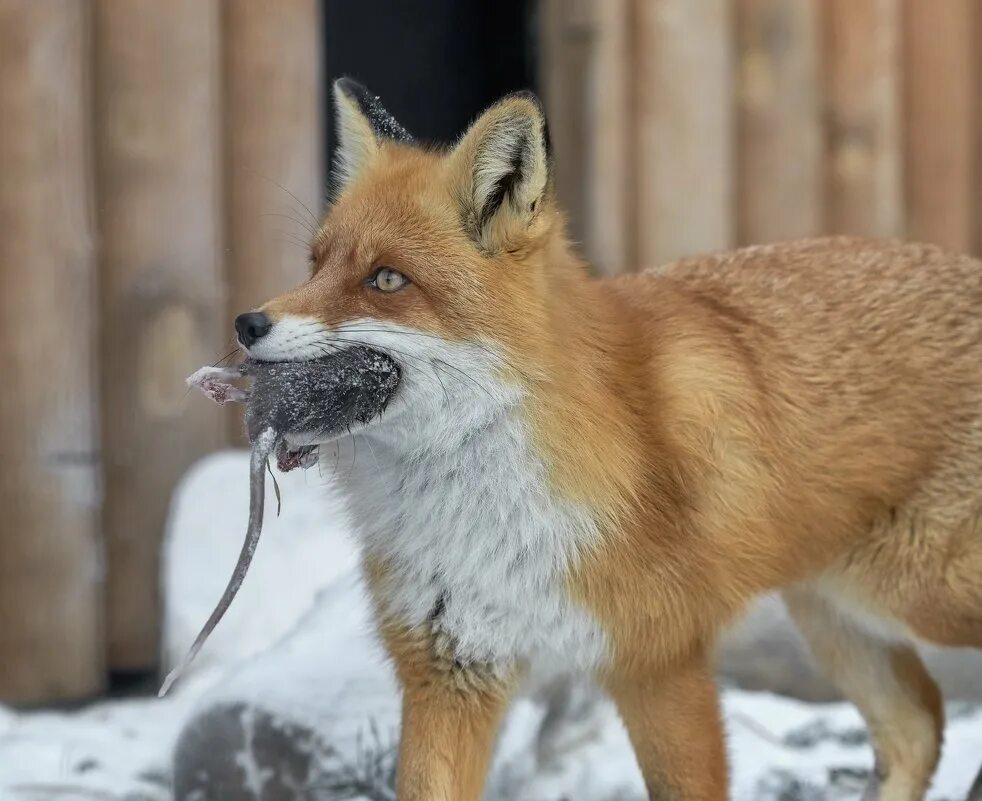 Лисица Сангло. Бешеная лиса. Мышкование лисы. Лиса мышкует. Fox them