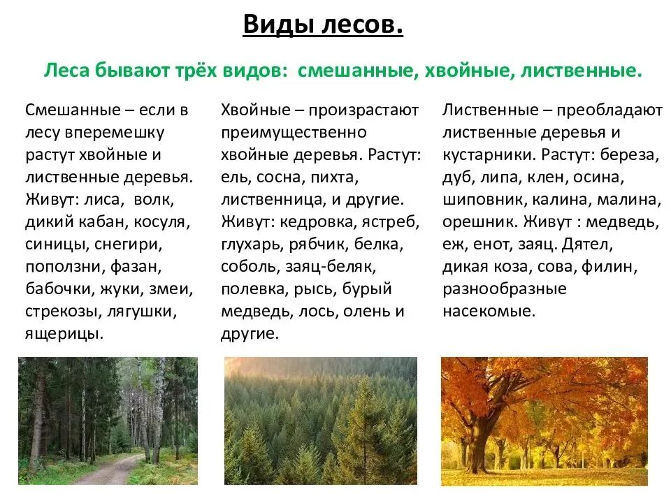 Самый большой текст леса. Рассказ о Лесном сообществе. Рассказ о природном сообществе лес для 3 класса. Рассказ о Лесном сообществе 3 класс. Ljrkfl YF ntveприродное сообщество.