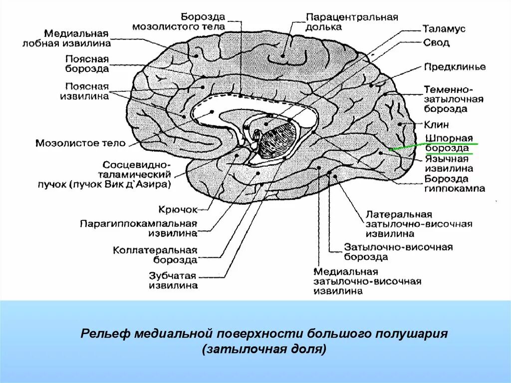 Складчатая поверхность головного мозга. Медиальная затылочно височная извилина. Борозды медиальной поверхности полушарий. Затылочно височная извилина латынь.