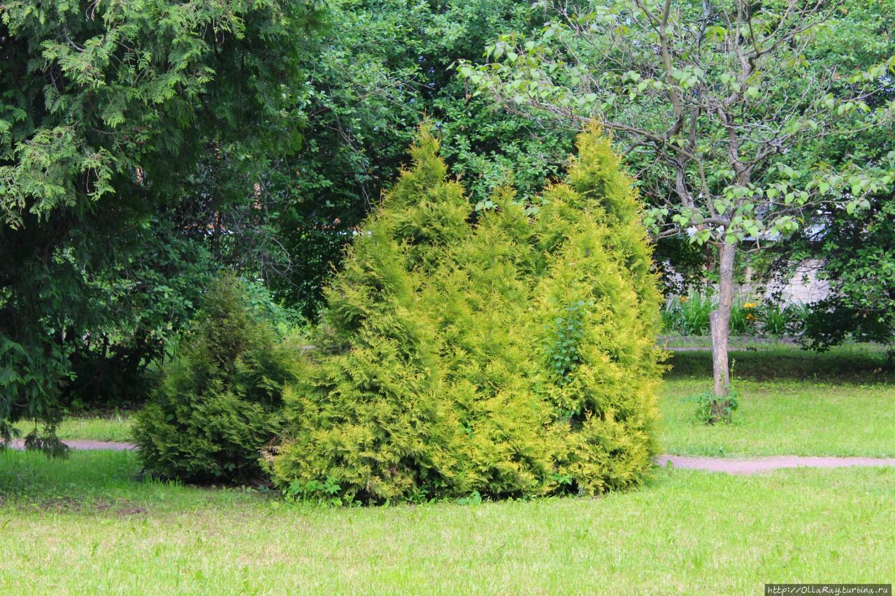 самшит вечнозеленый миксбордер. парк туй. топиарная туи западной. туя даника ауреа. Buxus sempervirens самшит.