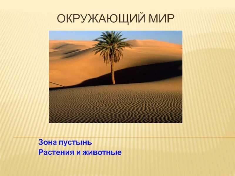 Природная зона пустыня растения. Растения зоны пустынь. Зона пустынь животные и растения. Комнатные растения зоны пустынь.