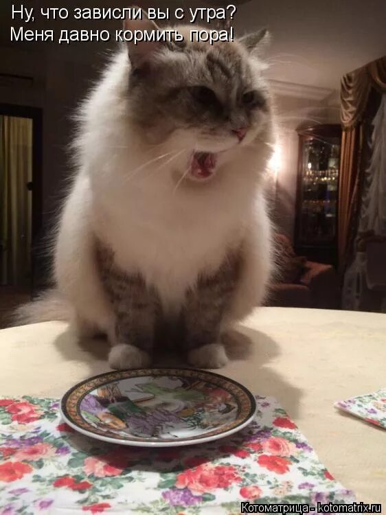 если ребенок сразу не заплакал. давно не кормленные. давно не кормленные. если мать равнодушна к грудному ребенку. если девушку долго кормить завтраками то не удивляйтесь потом.