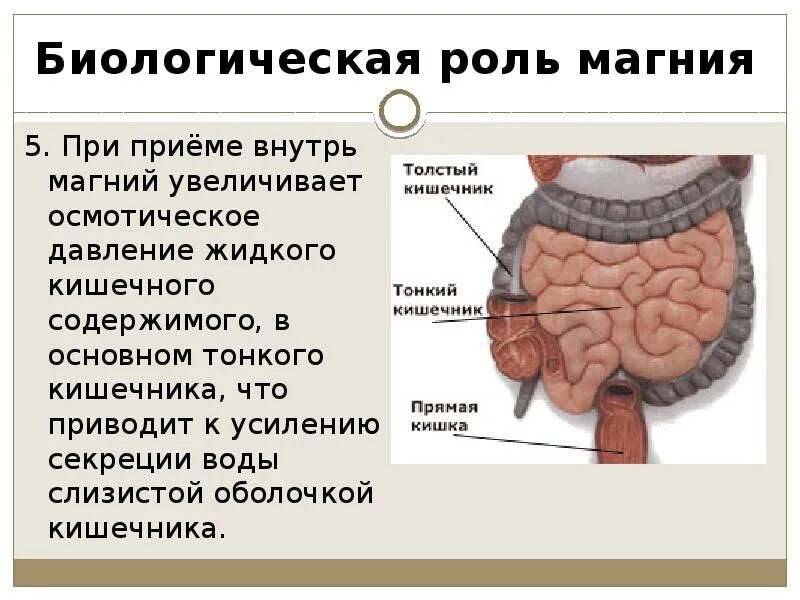 Может ли прием магния. Влияние магния на кишечник. Биологическая роль магния. Давление в толстом кишечнике. Магний для кишечника.