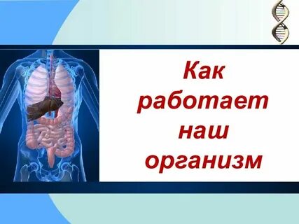 Презентация общий обзор организма