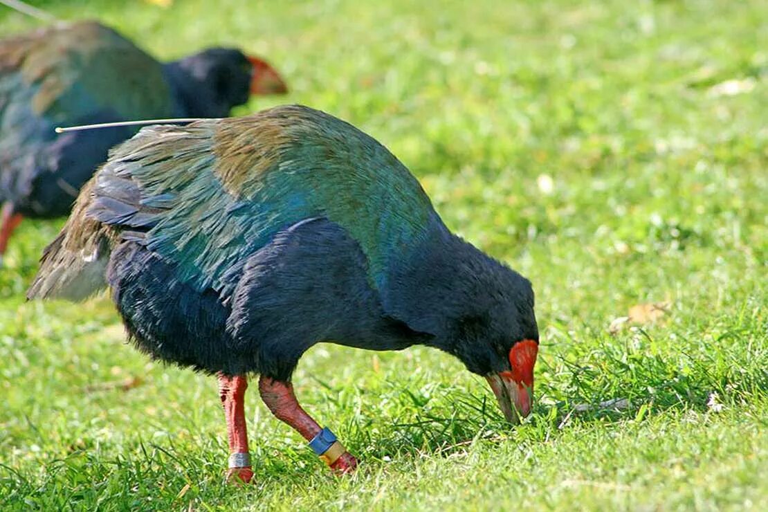 Султанка такахе. Такахе эндемики новой зеландии. Такахе, бескрылая султанка. Султанка такахе. Такахе.