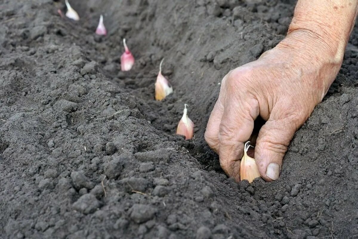 Лук и чеснок весной посадить. Посадка озимого чеснока. Посадка озимого чеснока осенью. Посадка чеснока под зиму. Посадка луковичных.