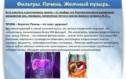 Какой орган фильтрует
