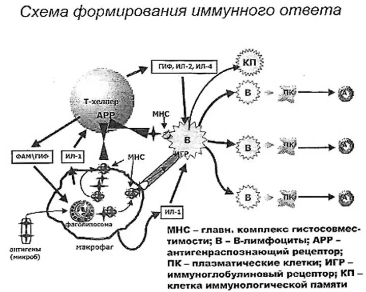 Развитие иммунного ответа