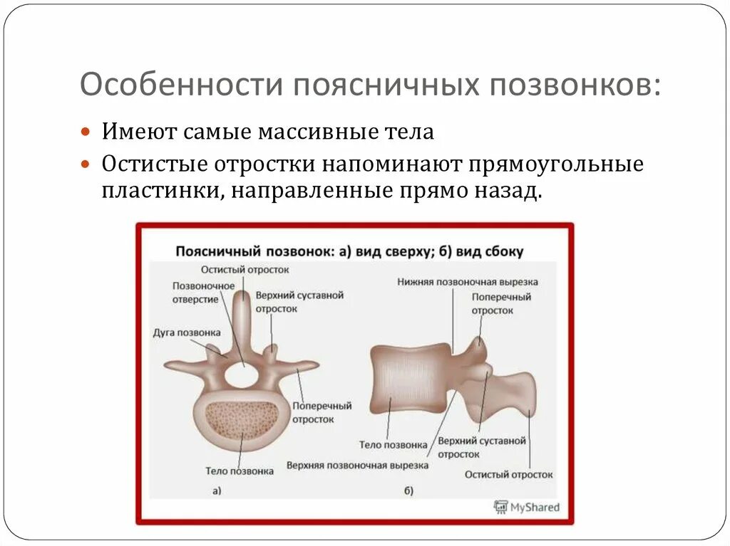 Отличие отделов позвоночника. Особенности строения поясничного позвонка. Особенности поясничных позвонков человека. Особенности строения позвонков поясничного отдела. Отличительные особенности поясничных позвонков.