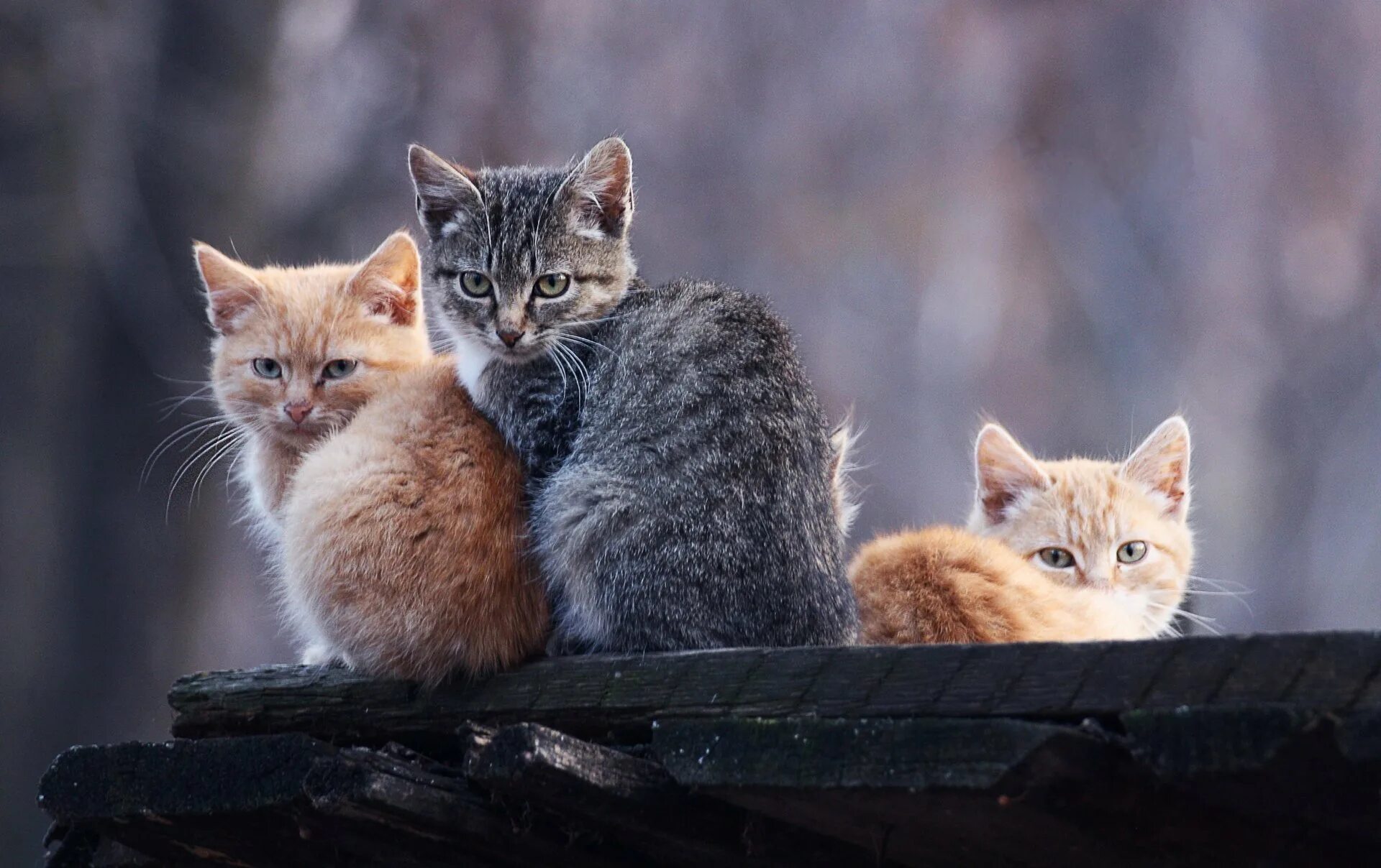 Обои на рабочий стол кошки. Три кошки. Котята на рабочий стол. Обои на рабочий стол котята.