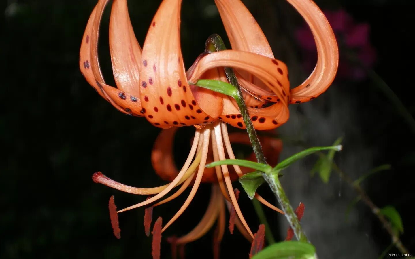 Amazon.com: Gloriosa Lily