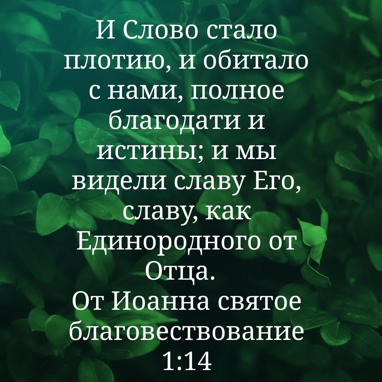 И слово стало плотью и обитало с нами полное благодати и истины. И слово стало плотию и обитало с нами. Слово стало плотью. Слово стало. Полон благодати