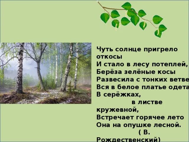 Пригревает солнышко наступили теплые. Чуть солнце пригрело откосы и стало в лесу. Береза чуть солнце пригрело откосы и стало в лесу потеплей. Стих берёза чуть солнце пригрело откосы. Стих берёза чуть солнце пригрело.