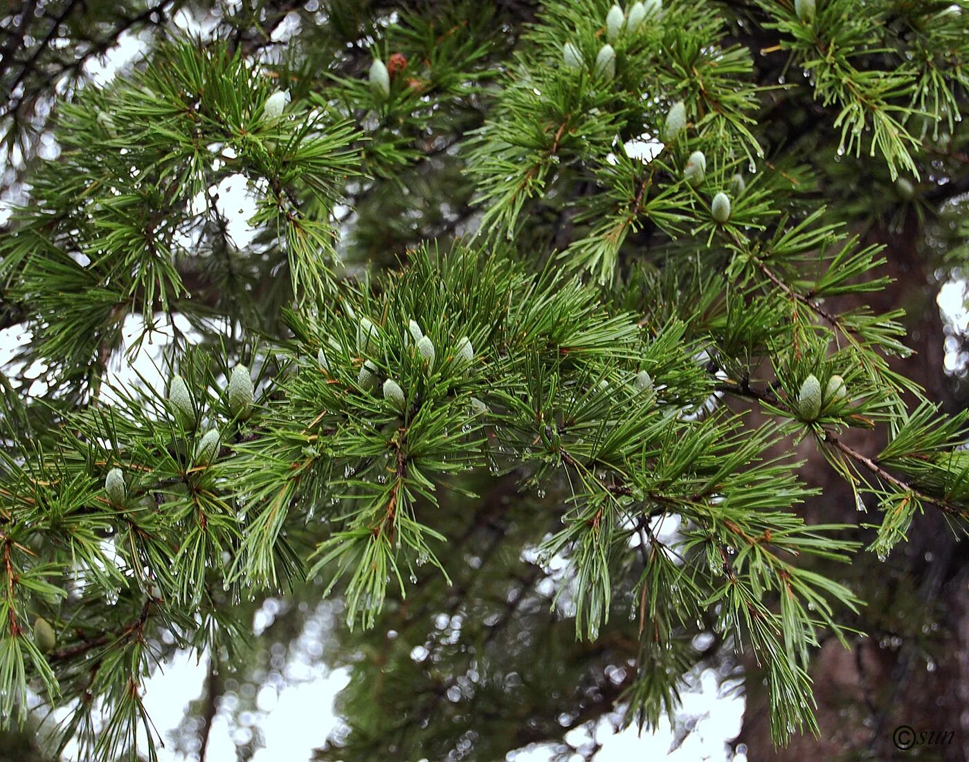 Кедр атласский. Австралийский кедр. Род Cedrus. Кедр (род). Сосновые порядок хвойные